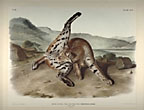 Texan Lynx. Hand-Colored Lithograph From Audubon's Quadrapeds JOHN JAMES AUDUBON