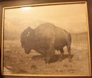 Photograph - Buffalo From The Mission Buffalo Herd, Montana UNKNOWN PHOTOGRAPHER